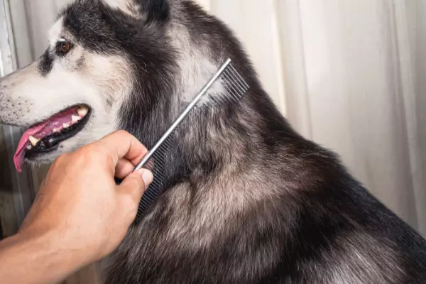 ARTIFICIAL GRASS MAINTENANCE: REMOVING DOG HAIR 