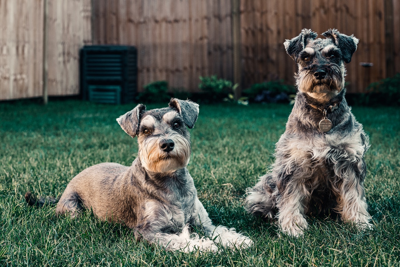 ARTIFICIAL GRASS MAINTENANCE: CLEANING DOG WASTE