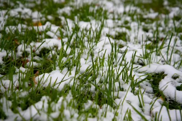 ARTIFICIAL GRASS MAINTENANCE: WINTER WEATHER
