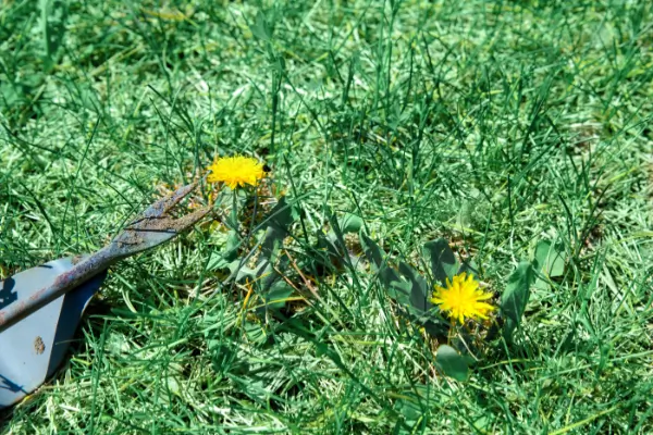 ARTIFICIAL GRASS MAINTENANCE: PREVENTING WEED GROWTH