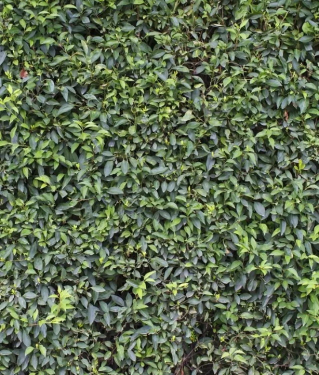 IS ARTIFICIAL GRASS ENVIRONMENTALLY FRIENDLY?