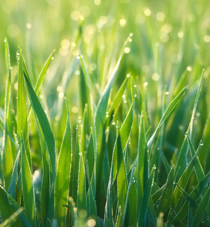 How Long Does Artificial Grass Last? 